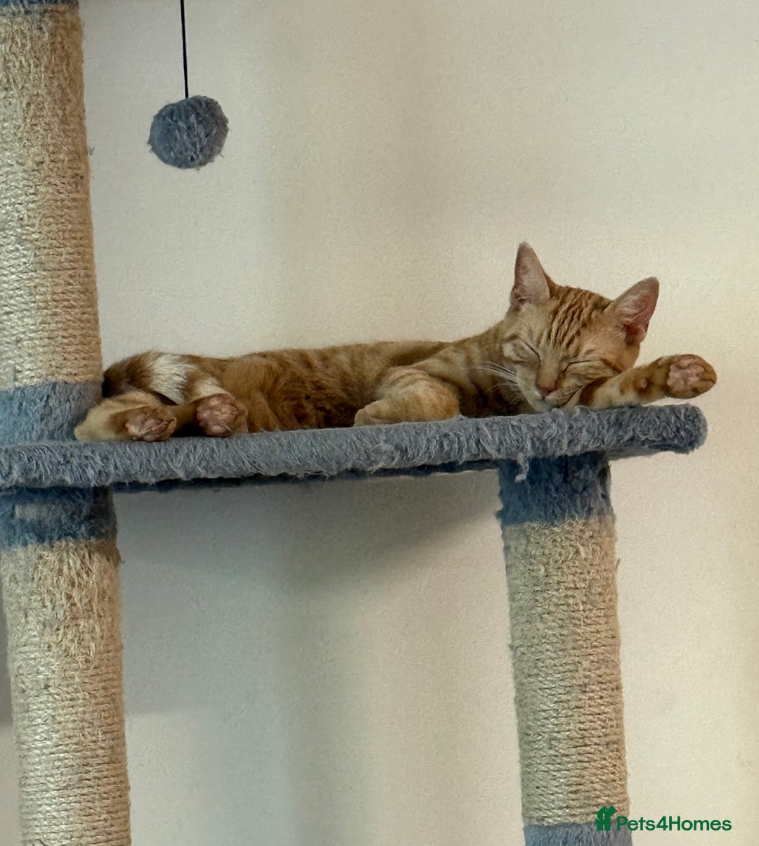 Domestic Shorthair cats for sale: Rehoming Ginger Tabby - Image 4