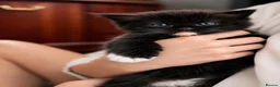 Ragdoll cats for sale: Ragdoll tuxedo black & white - Advert 2