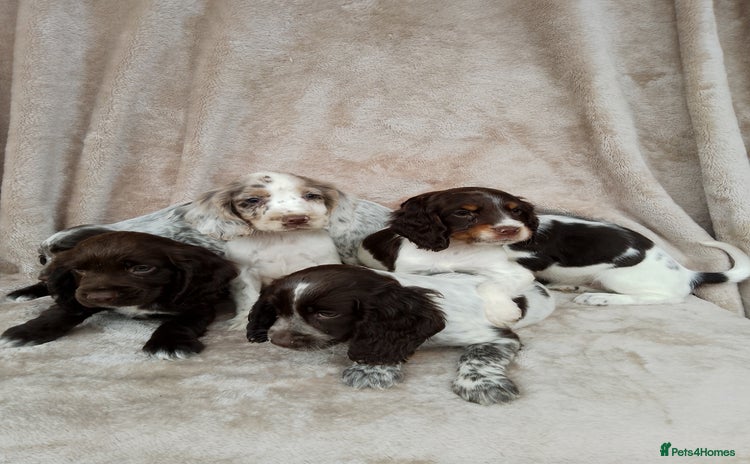 Cocker Spaniel dogs - Advert 2