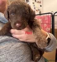 Labradoodle dogs Stunning Labradoodle Puppies - Advert 16