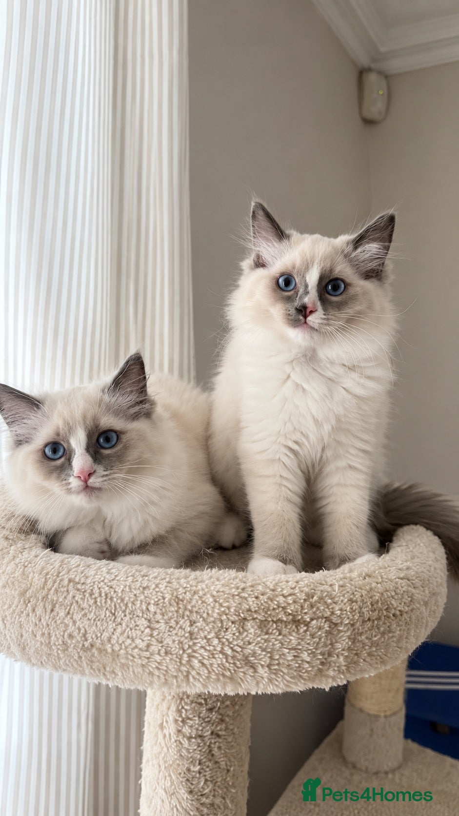 Ragdoll cats ✨GCCF REGISTERED RAGDOLLS CHAMPION BLOODLINES - Advert 11