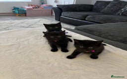 Siamese cats for sale: 3x Beautiful Siamese crossed tabby kittens  - Image 2
