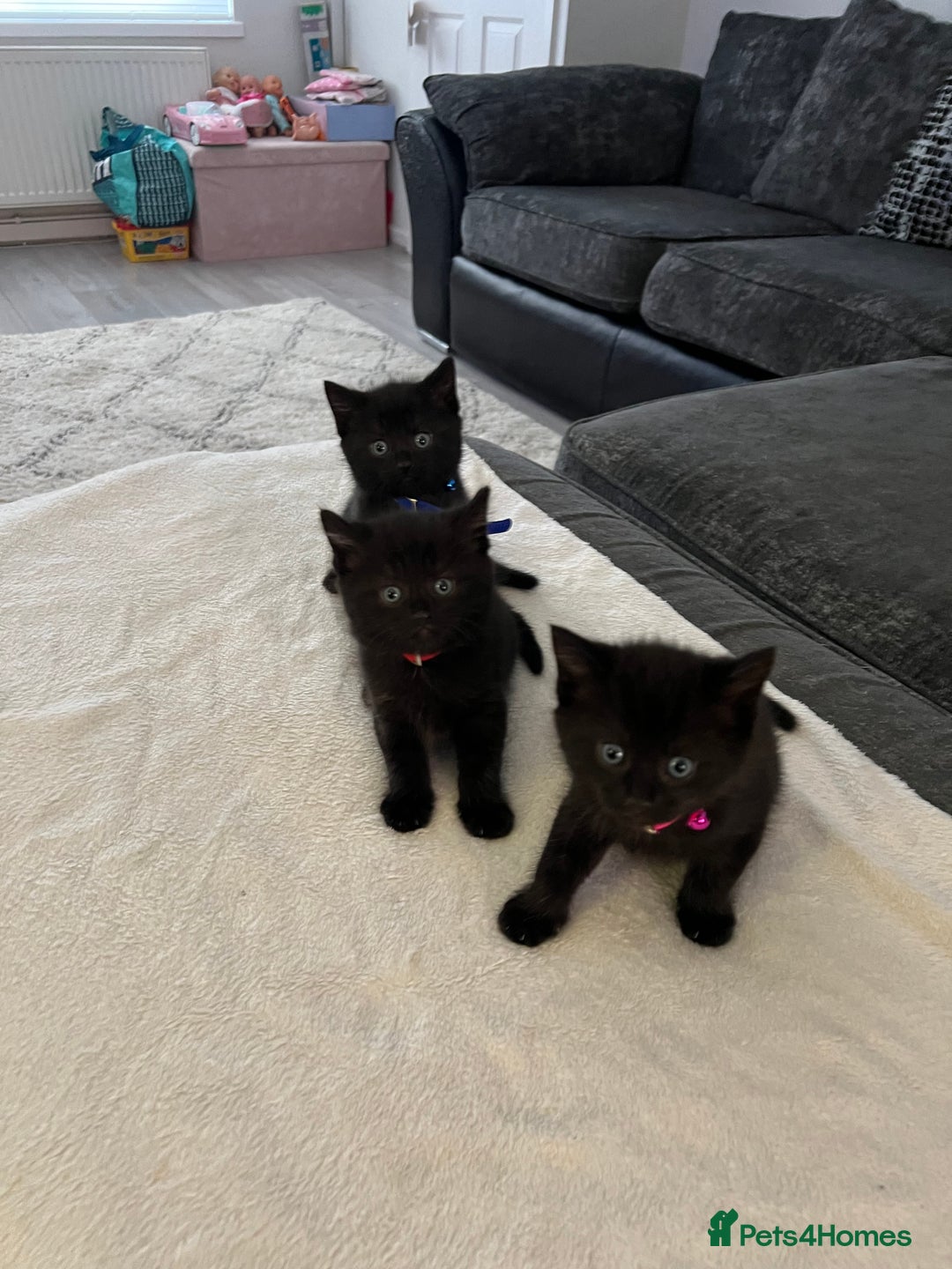 Siamese cats for sale: 3x Beautiful Siamese crossed tabby kittens  - Image 2