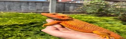 Bearded Dragon reptiles for sale: Hypo, Trans Blue bar leatherback and standard back in Southsea - Advert 15
