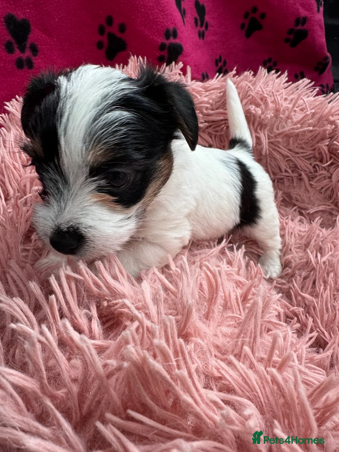 Mixed Breed dogs for sale: Parson Russell X mini Biewer rough coated pups  - Advert 22