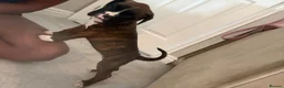Boxer dogs for sale: ALL NOW HAVE DEPOSITS  - Advert 16