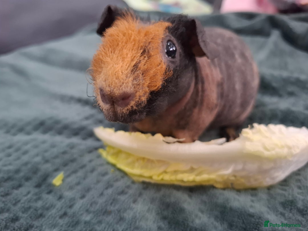 Guinea Pig rodents for sale: Skinny guinea pig boars. - Advert 7