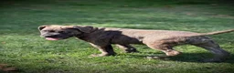 Cane Corso dogs for sale: IKC/FCI❤️Two beautiful Females❤️ in London - Advert 21