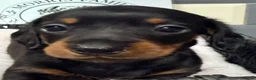 Miniature Dachshund dogs for sale: Outstanding quality Russian bloodline minis - Advert 25