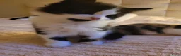 Turkish Angora cats for sale: Turkish angora mixed - Advert 9