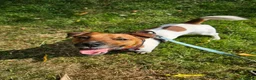 Jack Russell dogs for adoption: Jasper - Advert 3