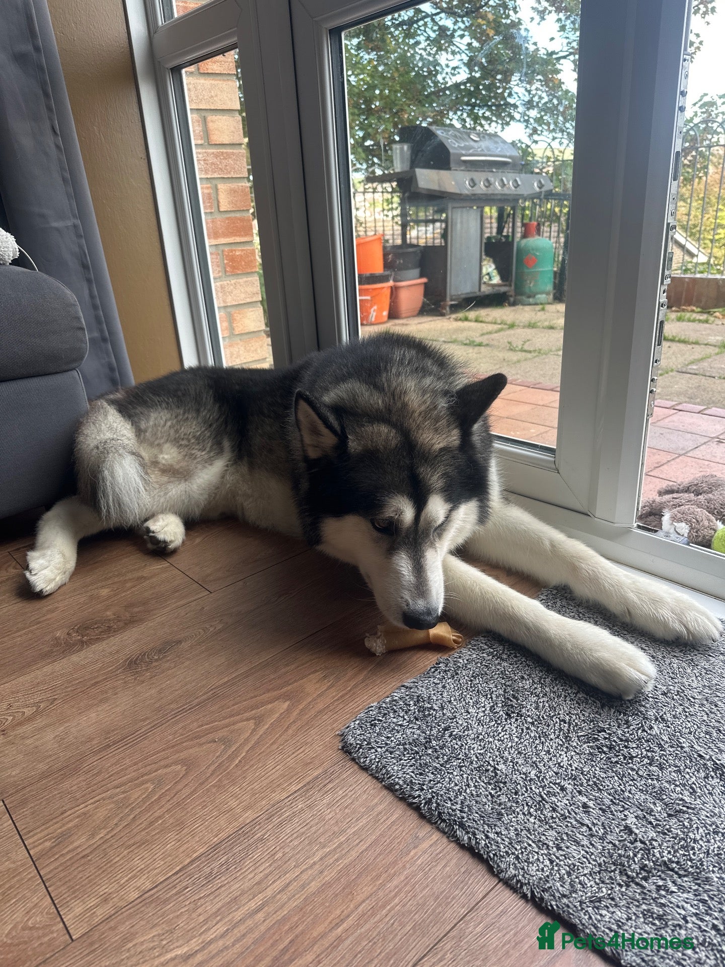 Alaskan Malamute dogs Titan - Advert 2