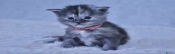 Maine Coon cats for sale: TICA Maine coon kittens - Advert 29