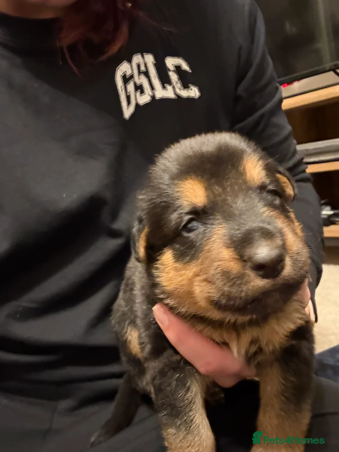 Mixed Breed dogs for sale: Shepweiler Puppies (GSD x Rottie) - Advert 23