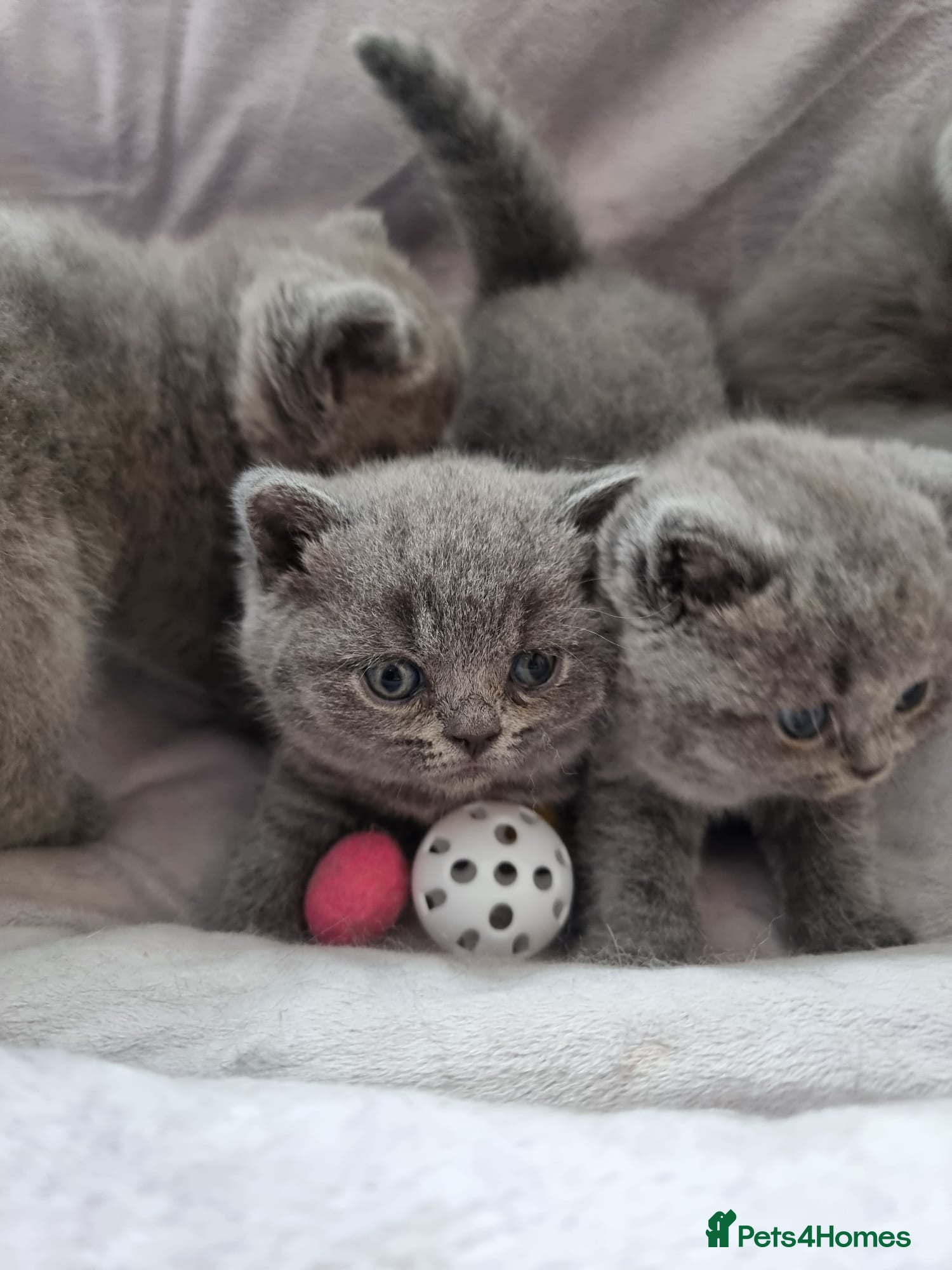 British Shorthair cats for sale: Full Paperwork BSH Kittens Ready 2 July 2026 - Advert 1