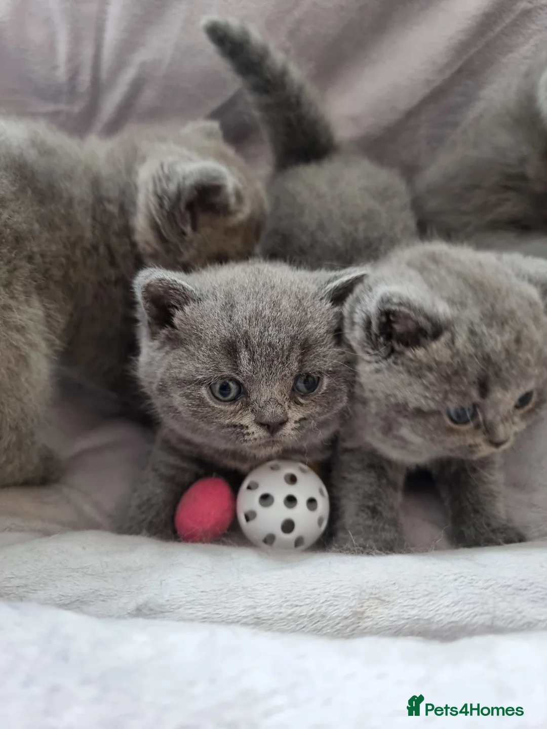British Shorthair cats for sale: Full Paperwork BSH Kittens Ready 2 July 2026 - Advert 1