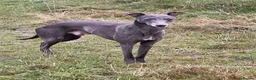 Whippet dogs for sale: Whippets  - Advert 25