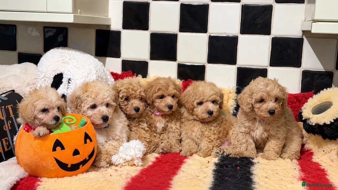 Poochon dogs for sale: Stunning litter of poochons ready now - Advert 1