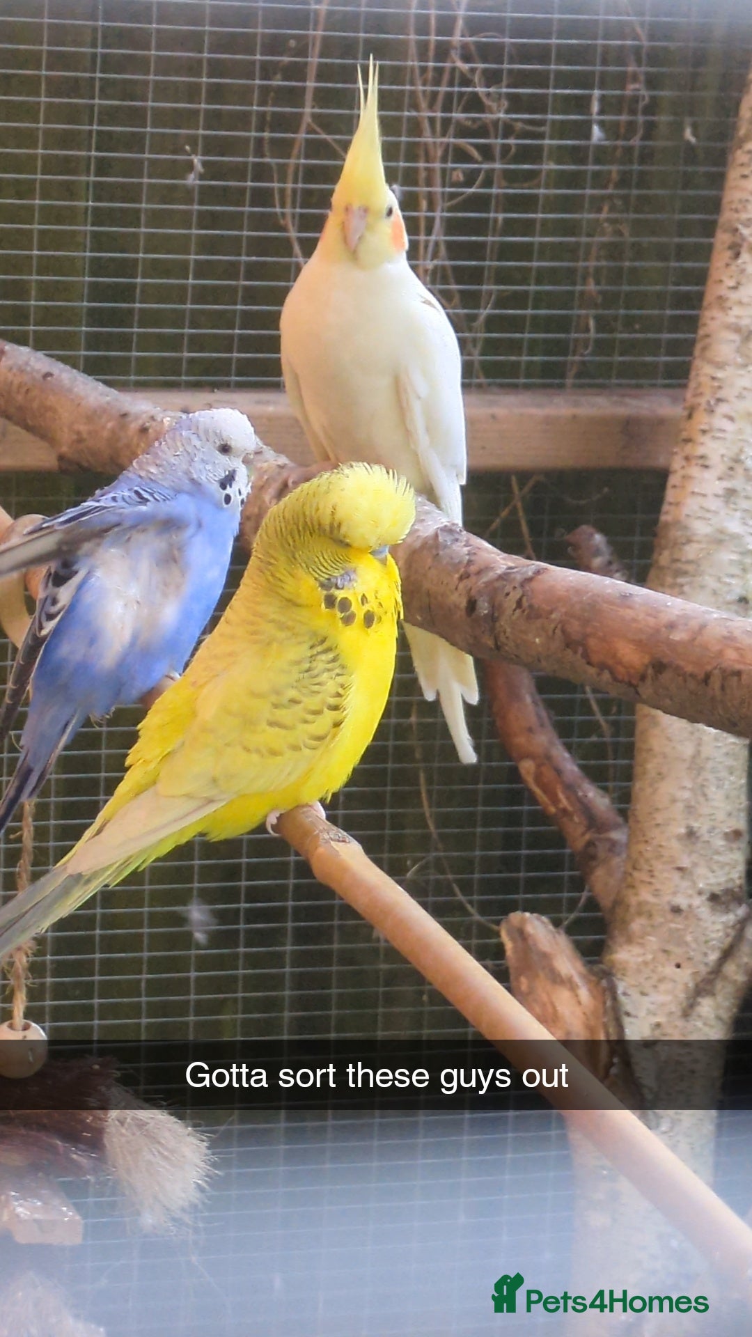 Cockatiels birds for sale: 2 lutino cockateils and 1 budgie in Ipswich - Advert 4