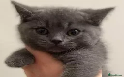 British Shorthair cats for sale: beautiful British shorthair Kittens  - Image 1