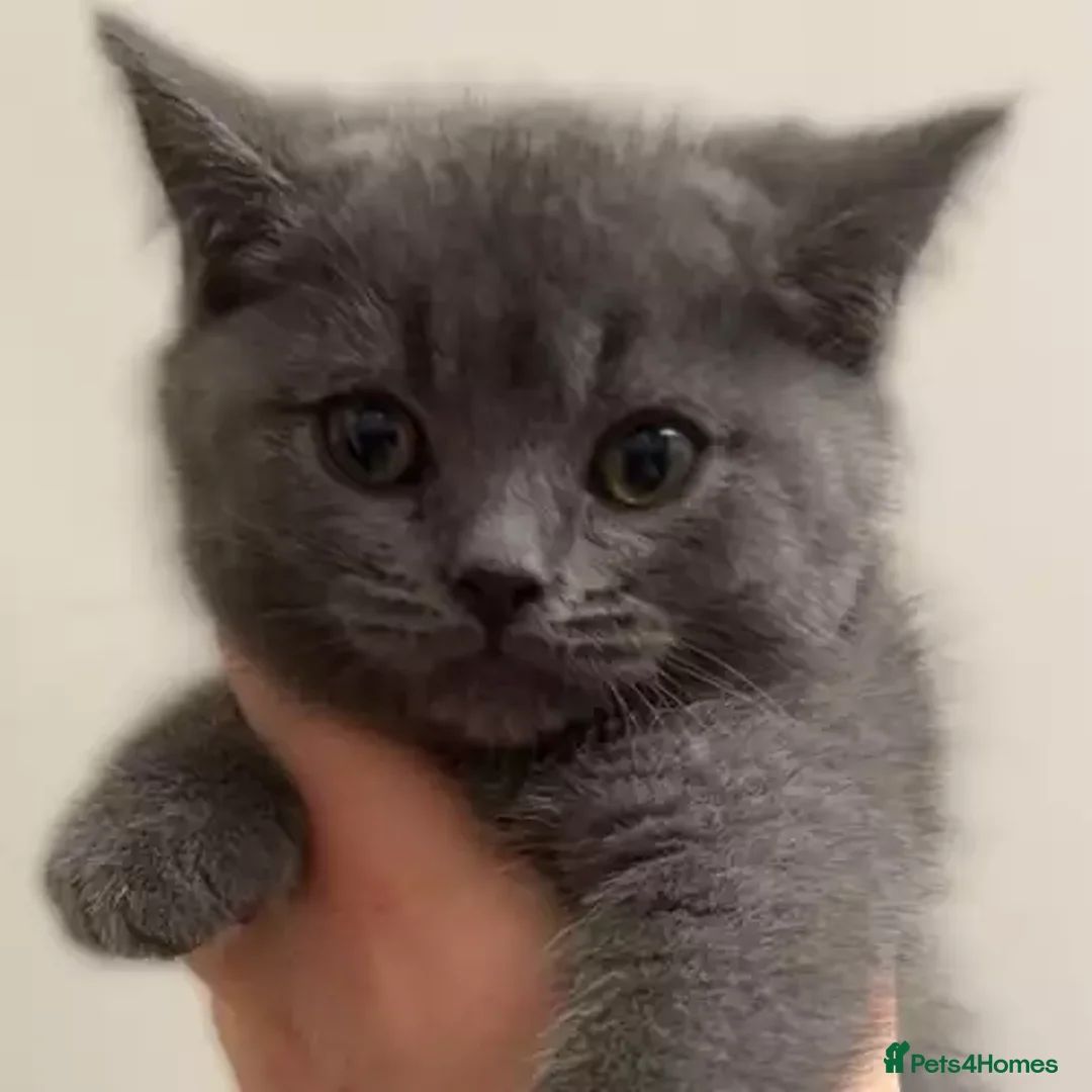 British Shorthair cats for sale: beautiful British shorthair Kittens  - Image 1