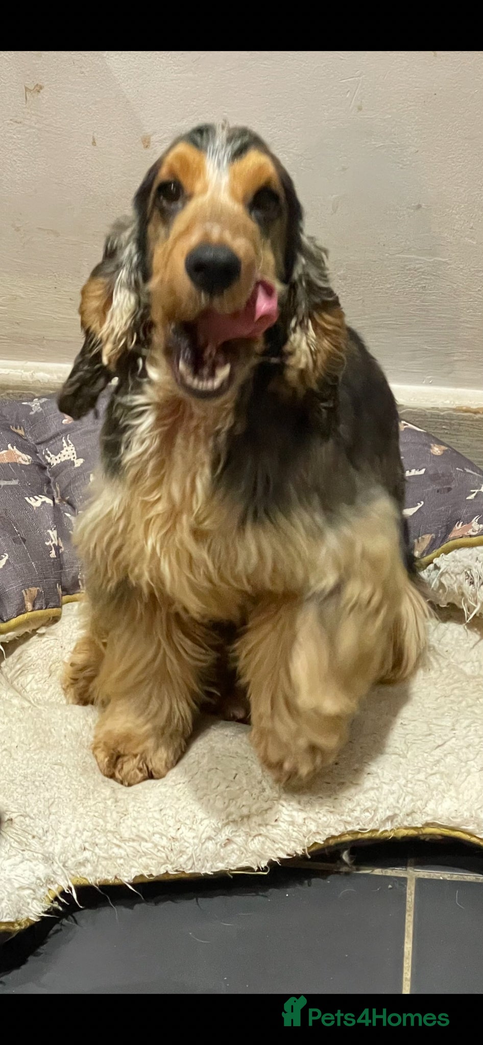 Cocker Spaniel dogs Beautiful Proven Stunning Show. Cocker  - Advert 1