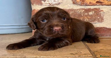 Cocker Spaniel dogs - Advert 8