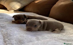 Jack Russell dogs for sale: Gorgeous Miniature Jack Russell Puppies For Sale - Image 23