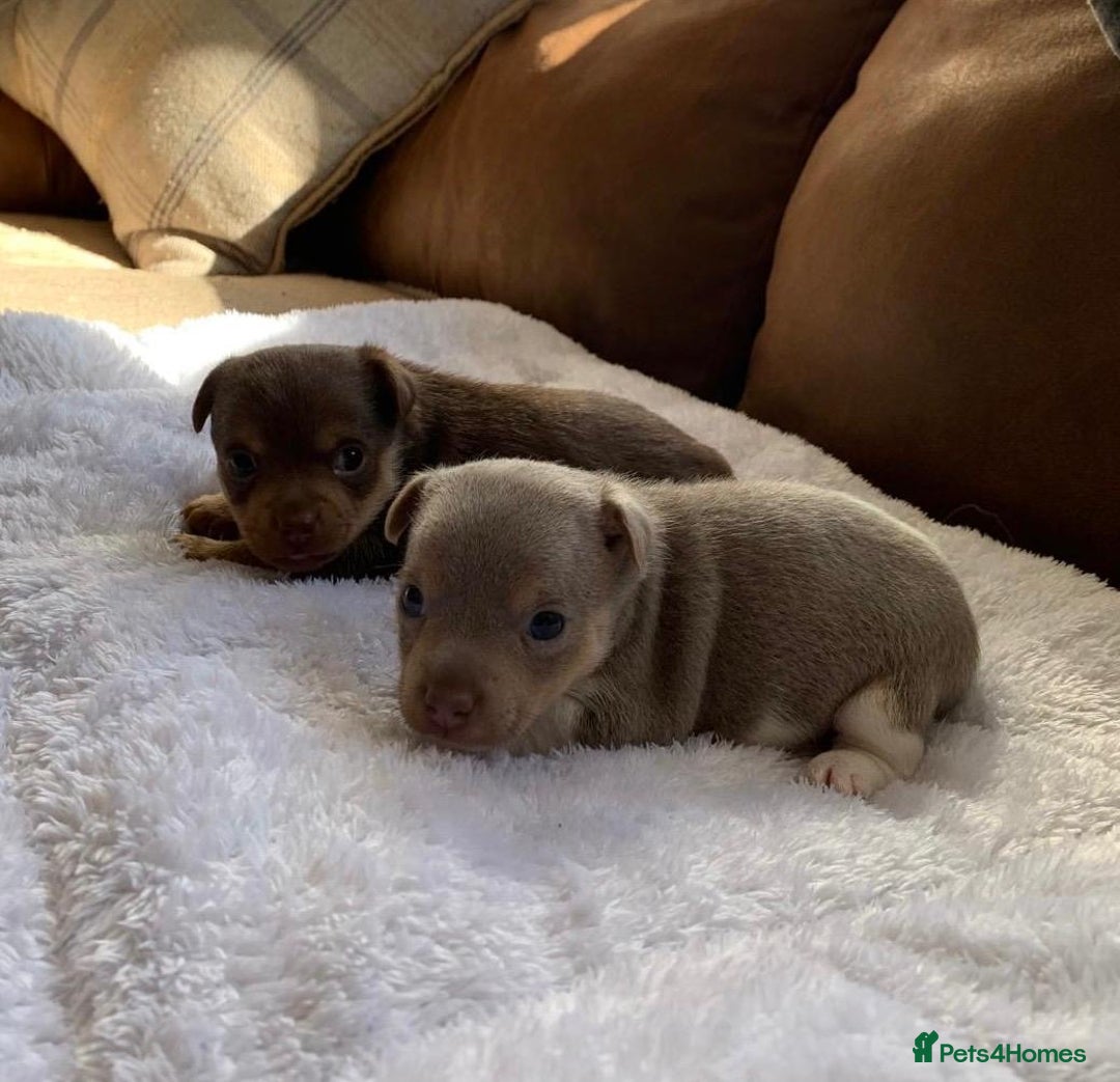 Jack Russell dogs for sale: Gorgeous Miniature Jack Russell Puppies For Sale - Image 23