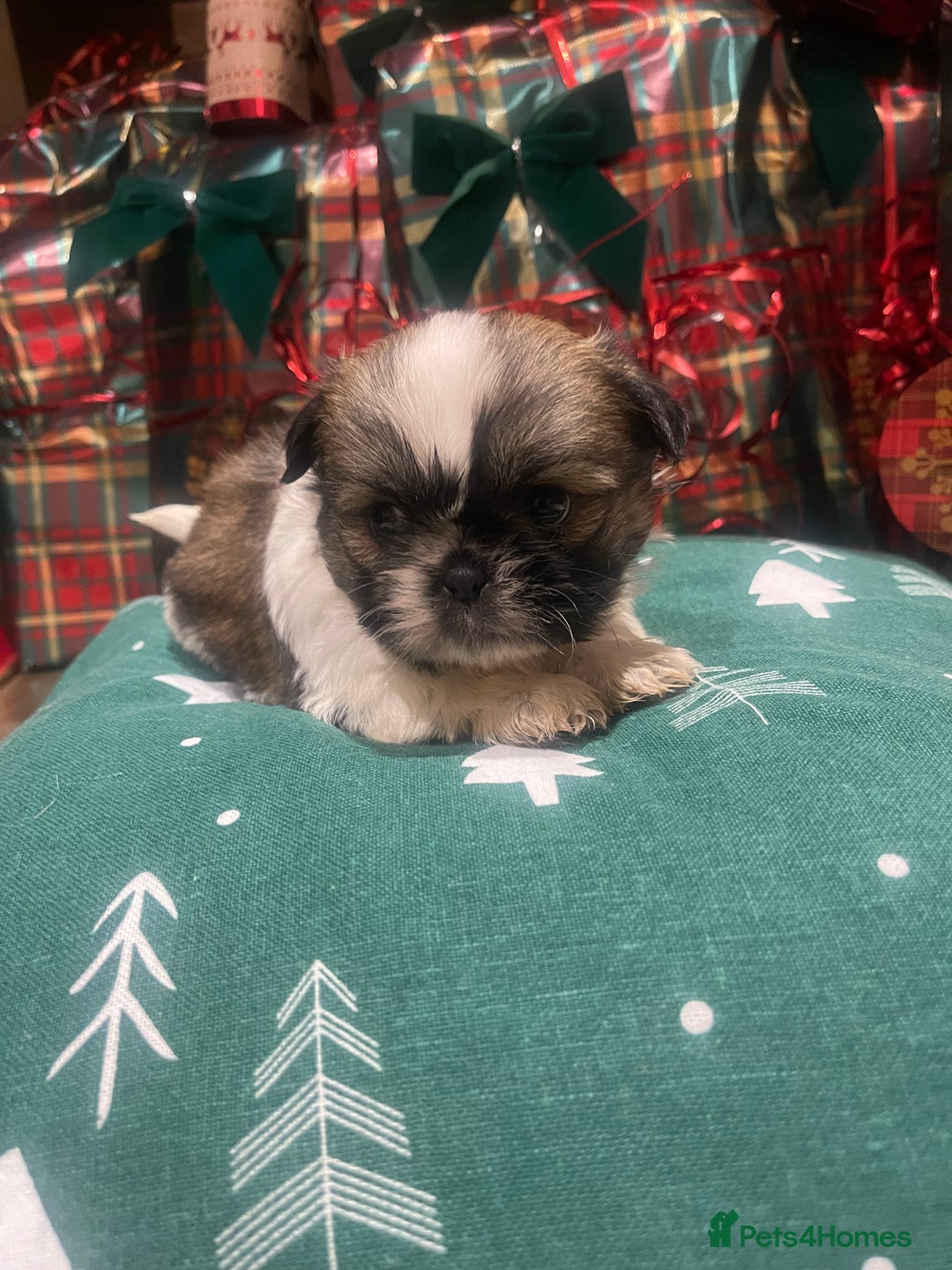 Shih Tzu dogs for sale: Shih tzu  puppies  - Advert 9