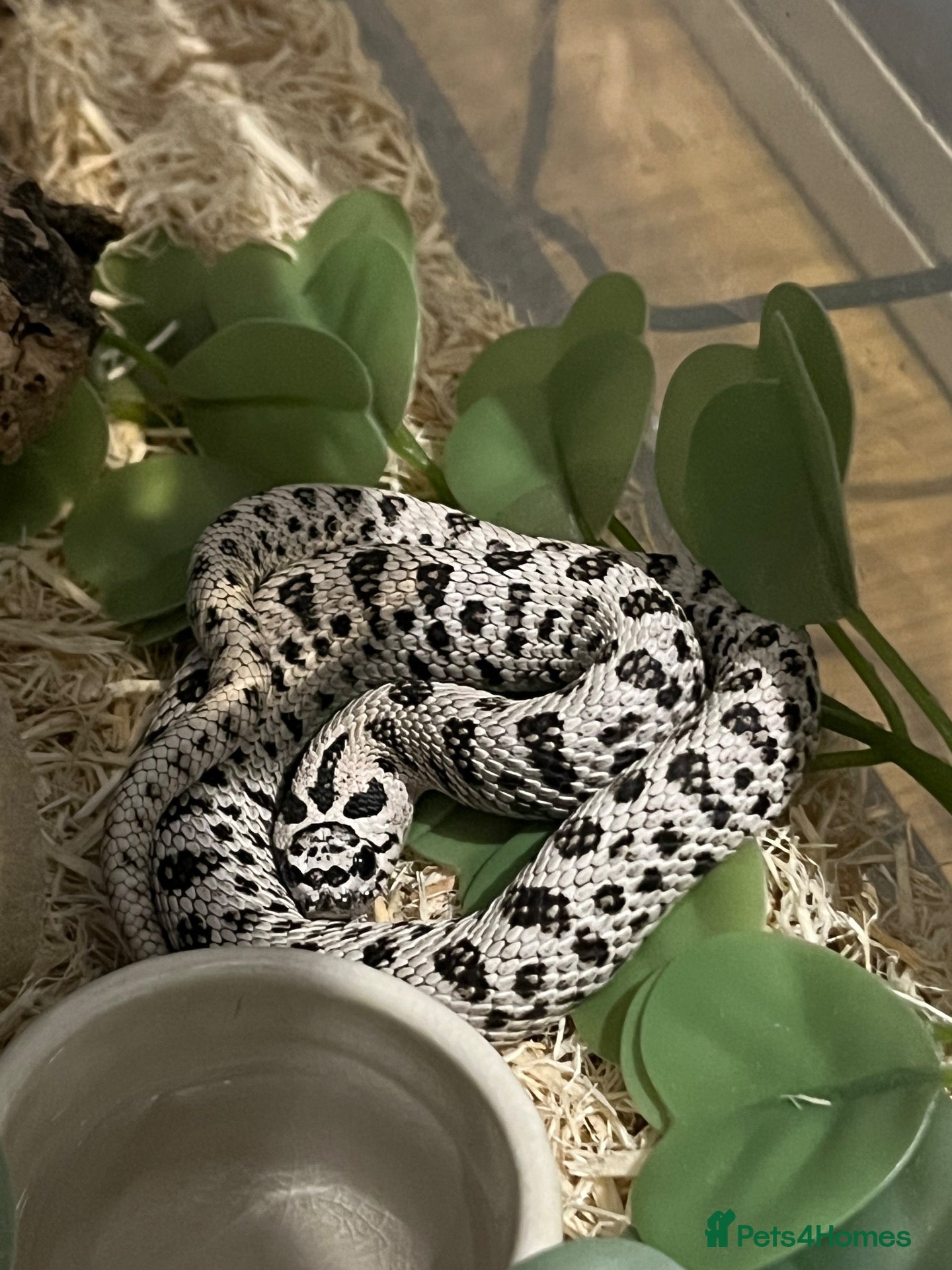 Snake reptiles Super arctic hognose - Advert 8