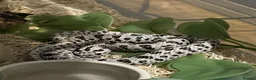 Snake reptiles for sale: Super arctic hognose - Advert 1
