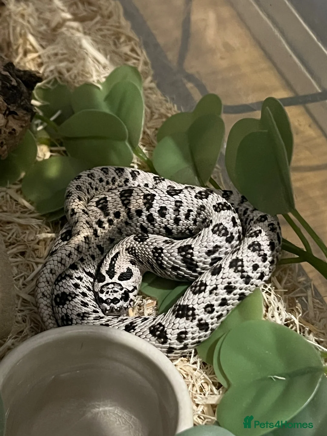 Snake reptiles for sale: Super arctic hognose - Advert 1