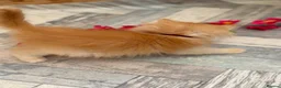 British Shorthair cats for sale: British shorthair/longhair golden kittens  - Advert 19
