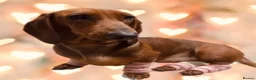 Dachshund dogs for sale: Beautiful dachshund pups  - Advert 4
