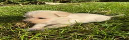Jack Russell dogs for sale: Gorgeous Rough Coated Jack Russell Puppies in Boston - Advert 11