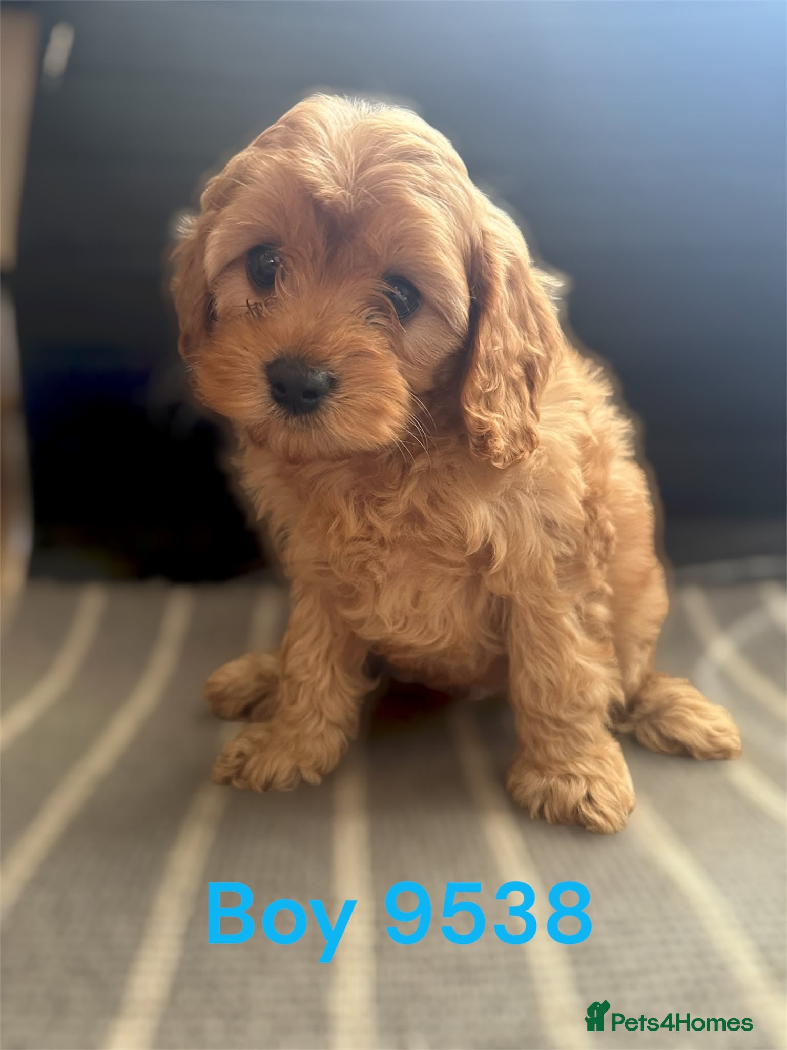 Cavapoo dogs cavapoo pups ready now  - Advert 1