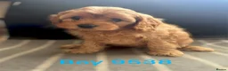 Cavapoo dogs for sale: cavapoo pups ready now  - Advert 9