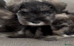Miniature Schnauzer dogs for sale: Ready for our forever home’s miniature schnauzers  - Image 17