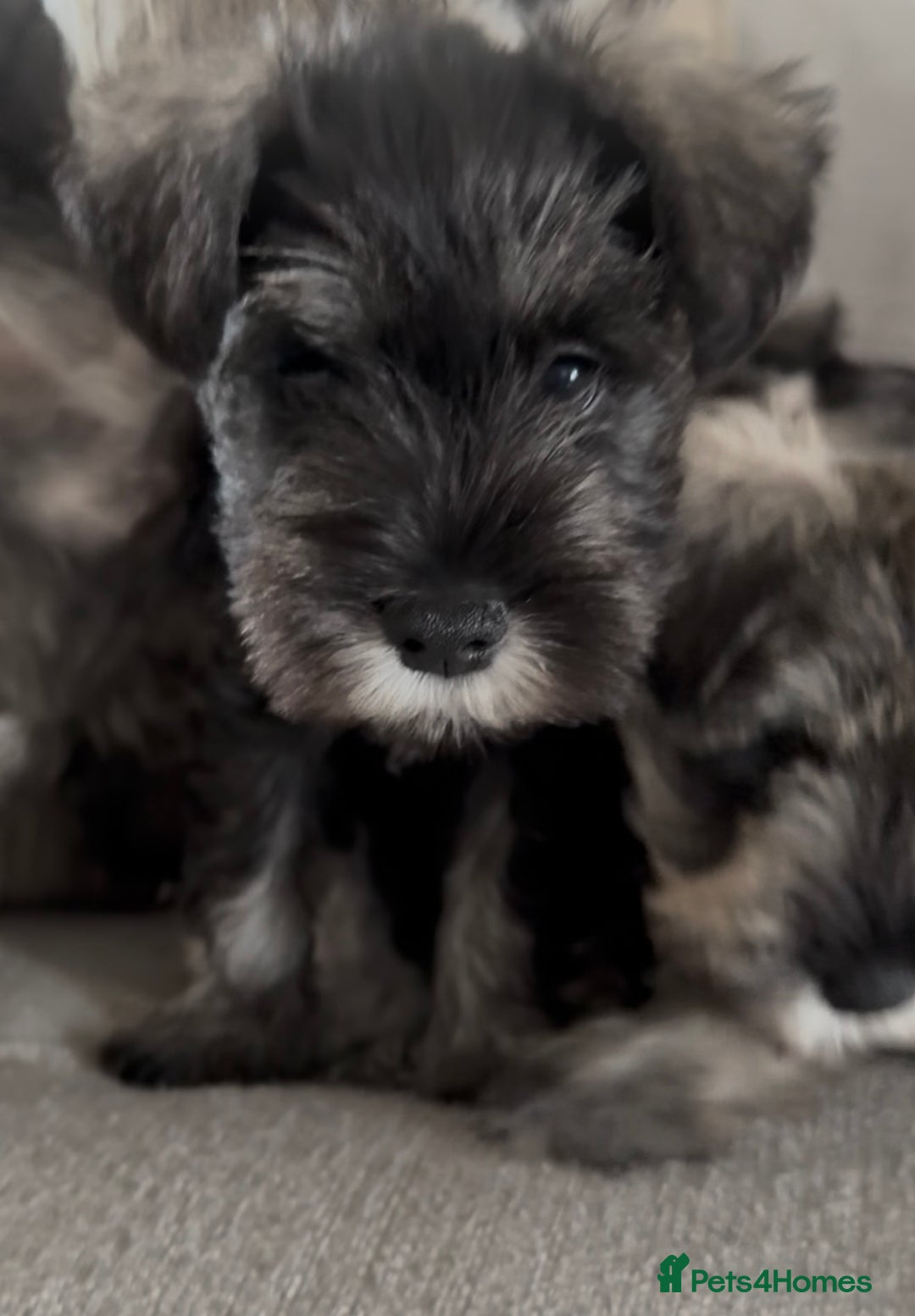 Miniature Schnauzer dogs for sale: Ready for our forever home’s miniature schnauzers  - Image 17