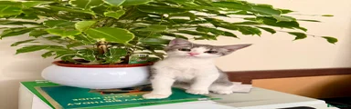  Kitten 2