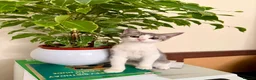 British Shorthair cats for sale: mixed british short hair  - Advert 3