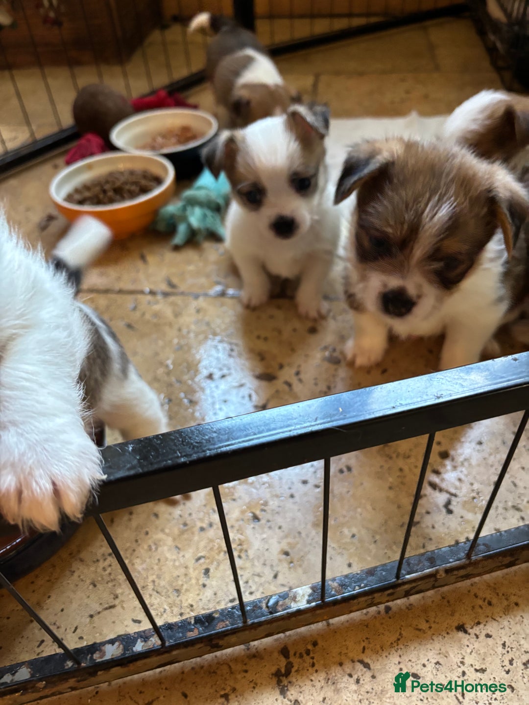 Mixed Breed dogs for sale: Adorable Puppies! - Advert 7