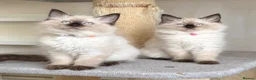 Ragdoll cats for sale: 1 Girl & 2 Boys - TICA Registered - Cuddly, Gentle - Advert 11