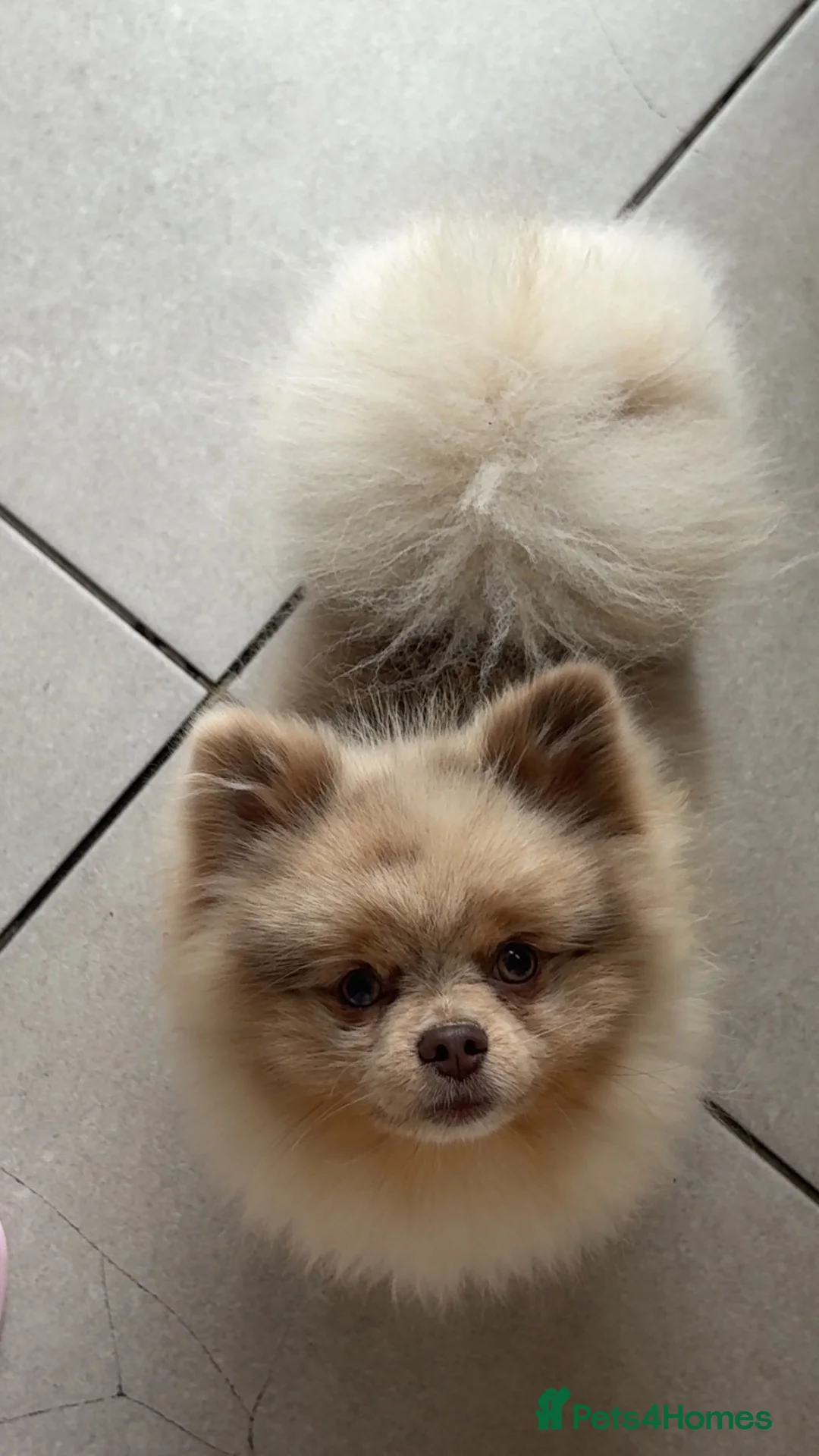 Pomeranian dogs for stud: Lilac Merle  in Airdrie - Advert 5