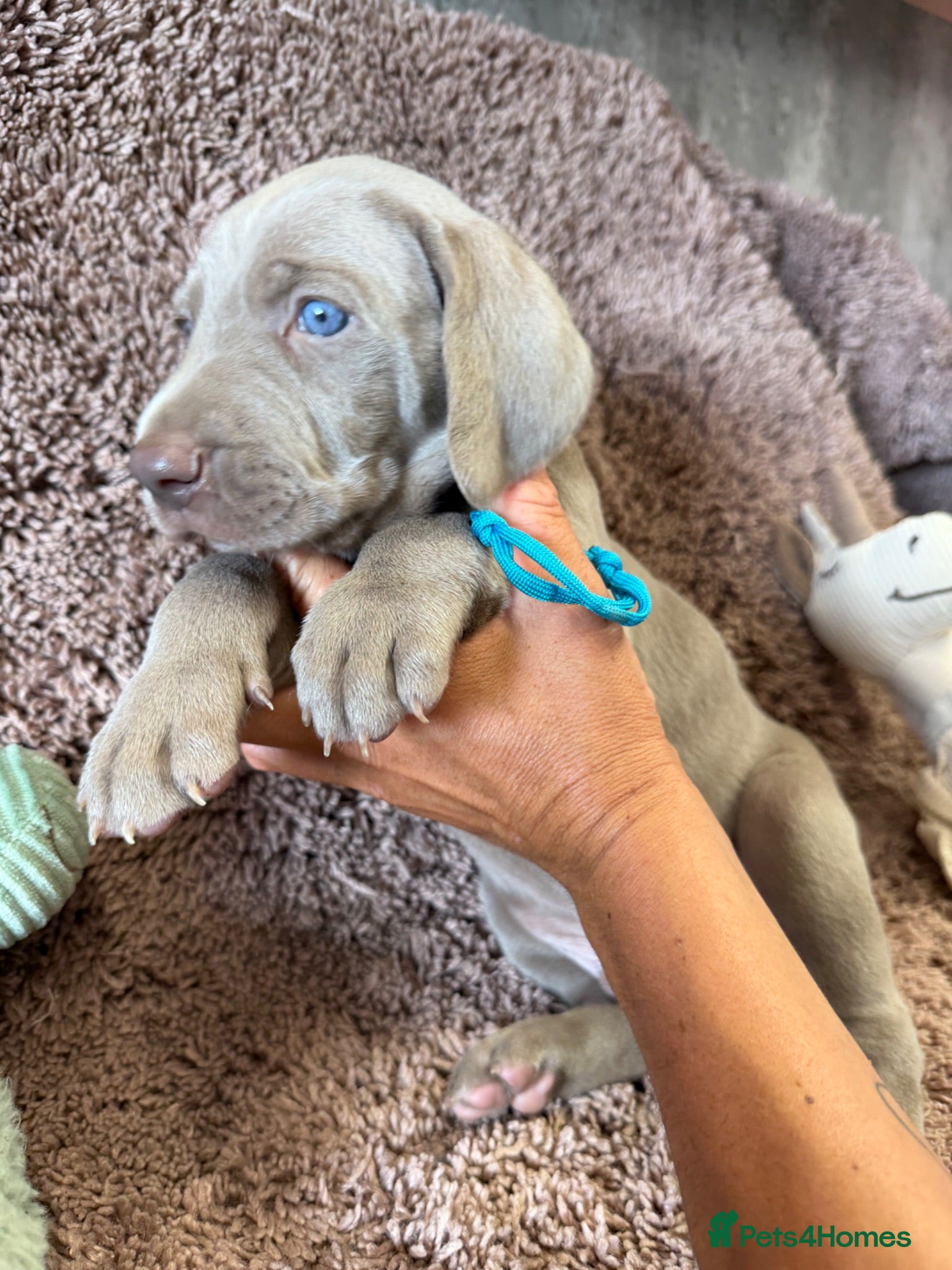 Weimaraner dogs Weimaraner Silver Grey Girl Pups - Ganult showline - Advert 1