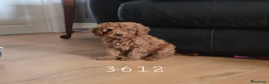 Cavapoo 2