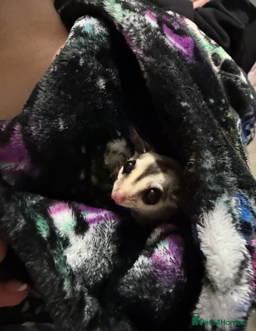 Sugar Glider rodents for sale: 2 Male Sugar Gliders – Brothers Tame + Full Setup in London - Advert 6