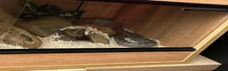 Corn Snake reptiles for sale: Beautiful Moon Grey Corn Snake and vivarium - Advert 2