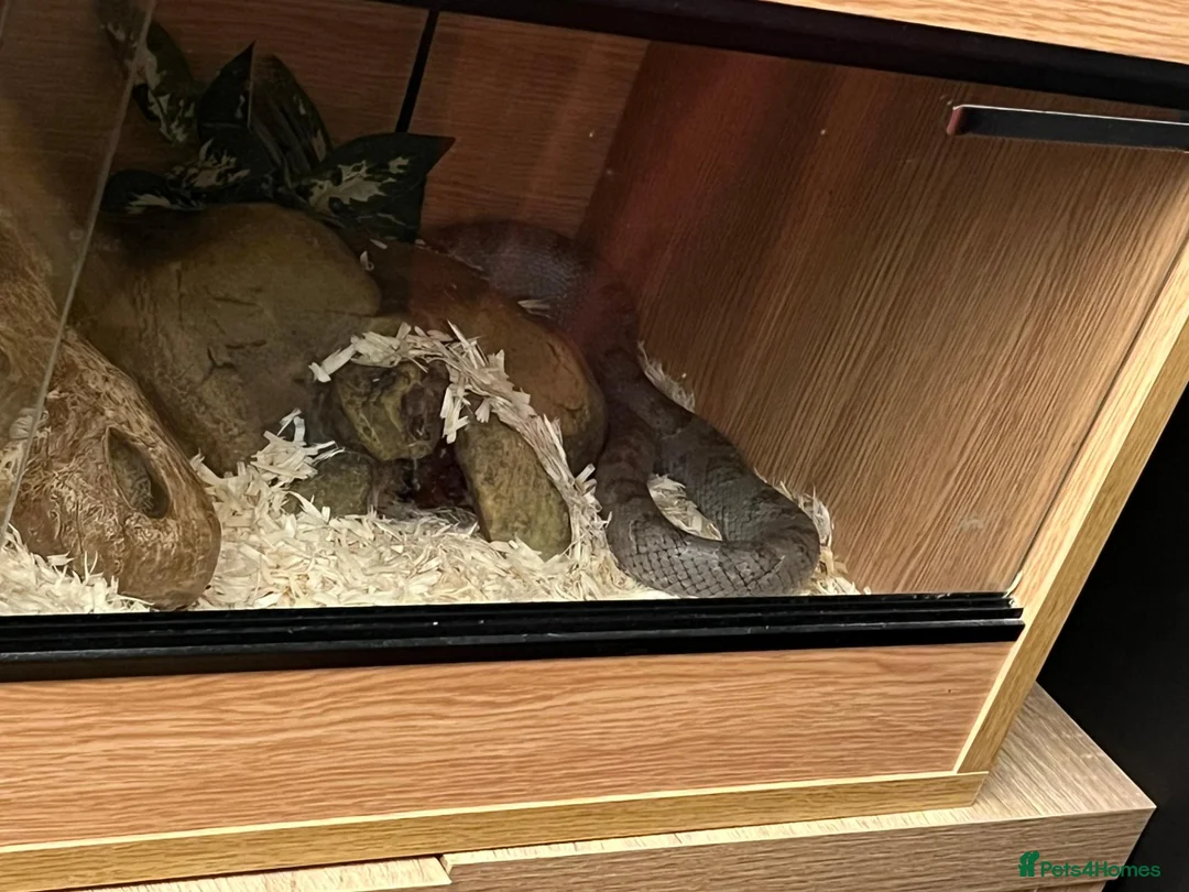 Corn Snake reptiles for sale: Beautiful Moon Grey Corn Snake and vivarium - Advert 2